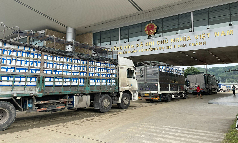 Lục Ngạn: Thành lập 3 đoàn xúc tiến tiêu thụ vải thiều trong nước 